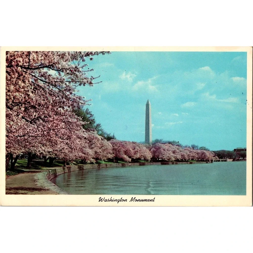 Vintage Washington Monument Cherry Blossoms 1972 Curteich Postcard